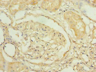 PNRC2 Antibody