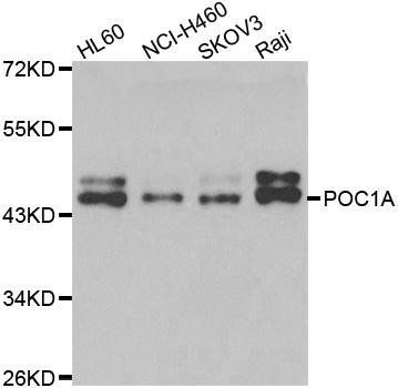 POC1A antibody