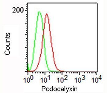 Podocalyxin Antibody / PODXL