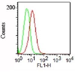 PODXL antibody