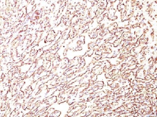 Podocalyxin (PODXL) (Hematopoietic Stem Cell Marker) Antibody