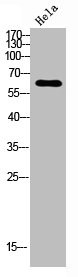 PODXL2 antibody