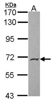 PODXL2 antibody