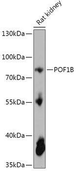 POF1B antibody