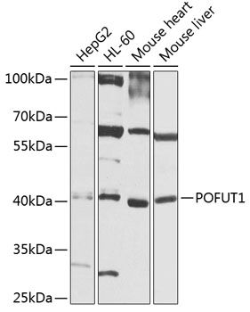 POFUT1 antibody
