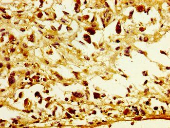 POFUT2 Antibody