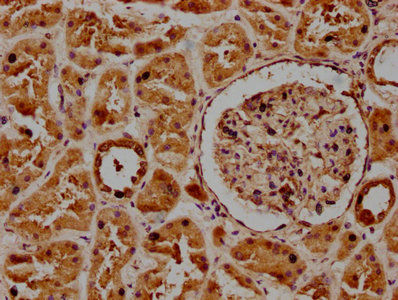 POGLUT1 Antibody