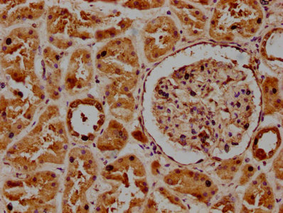 POGLUT1 antibody