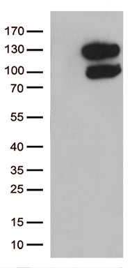 POGLUT3 antibody