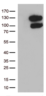 POGLUT3 Antibody