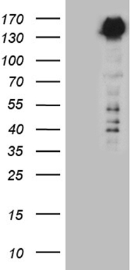 POGLUT3 antibody