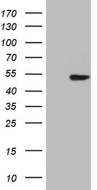 POLA2 Antibody