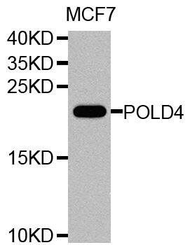 POLD4 antibody