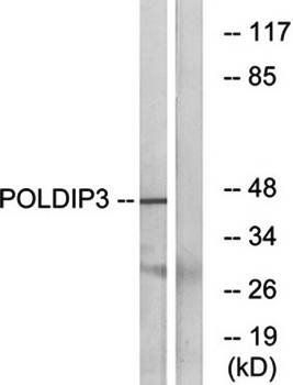 POLDIP3 antibody
