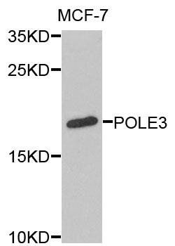 POLE3 antibody