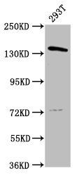 POLG Antibody