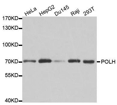 DNA polymerase eta antibody
