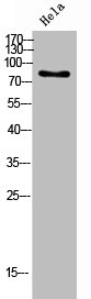 POLI Antibody