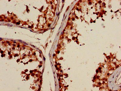 POLI Antibody