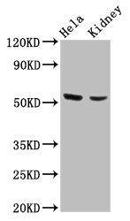 POLK Antibody