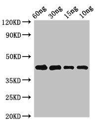Pollen allergen Phl p 5b Antibody