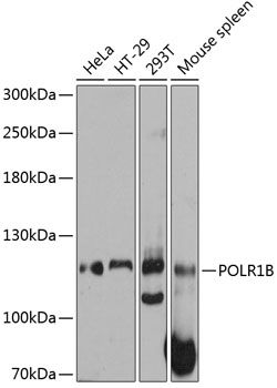 POLR1B antibody