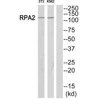 POLR1B antibody