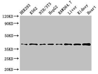 POLR1C antibody