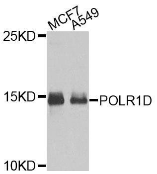 POLR1D antibody