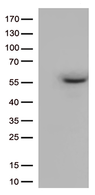 POLR1H antibody