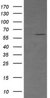 POLR1H antibody