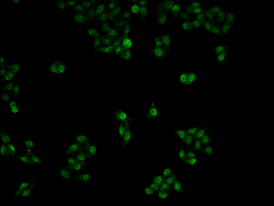 POLR2A antibody