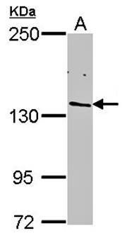 POLR2B antibody