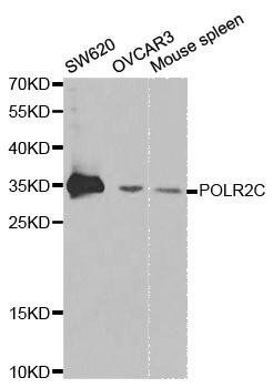 POLR2C antibody