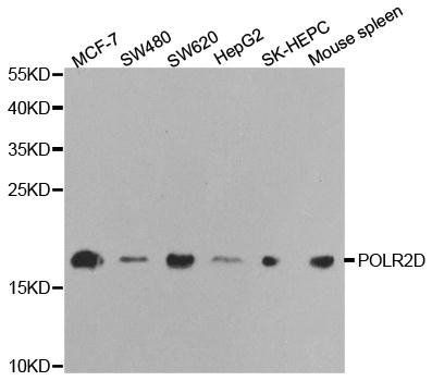 POLR2D antibody