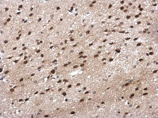 POLR2G antibody