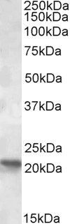 Goat anti-POLR2G Antibody