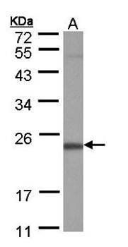POLR2G antibody