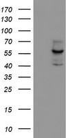 POLR2J2 antibody