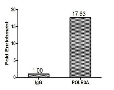 POLR3A antibody
