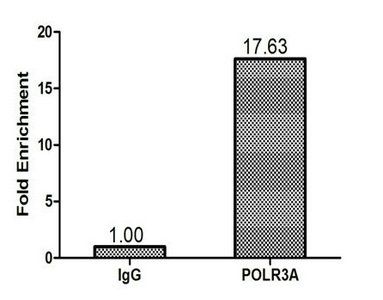 POLR3A Antibody