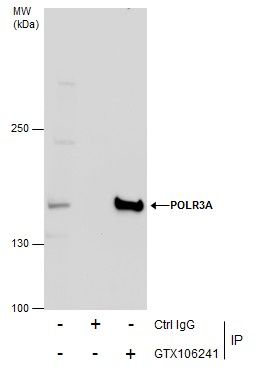 POLR3A Rabbit Polyclonal Antibody