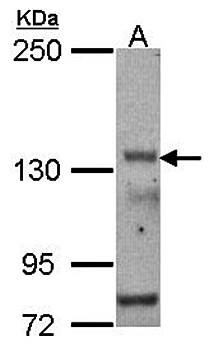 POLR3A antibody