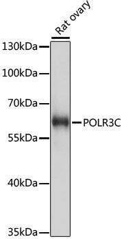 POLR3C antibody