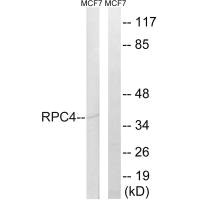 POLR3D antibody