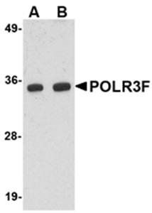 POLR3F Antibody
