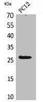POLR3G Antibody