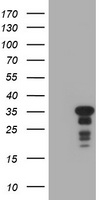 POLR3GL Antibody