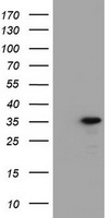 POLR3GL Antibody