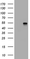 POLR3GL Antibody